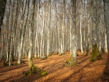 pn gorbea