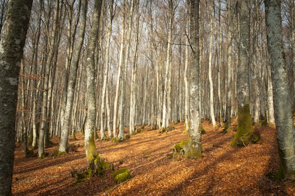 pn gorbea