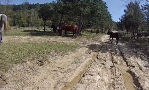 Animales sueltos durante el recorrido